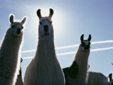 Buy Close-up of Three Llamas at AllPosters.com