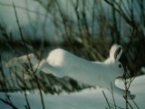 Snowshoe Hare in White Winter Fur Running in the Snow
