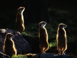 A Group of Captive Meerkats Standing in the Afternoon Sun