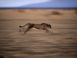 An African Cheetah Chases Prey on the Okavango Delta