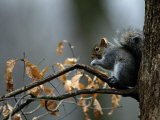 An Eastern Gray Squirrel Has a Meal in the Crotch of a Tree