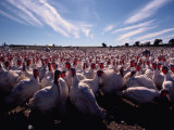 A View of a Mennonite Turkey Farm in Wallenstein