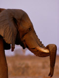 Buy Old African Elephant Bull Resting His Trunk on His Tusk at AllPosters.com