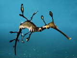 Buy A Weedy Sea Dragon at AllPosters.com