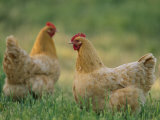 Buff Orpington Hens