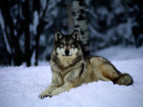 Gray Wolf Resting on New-Fallen Snow
