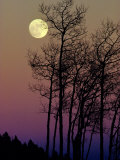 Buy A Full Moon Shines on Winters Leafless Branches at AllPosters.com