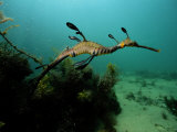 A Weedy Sea Dragon