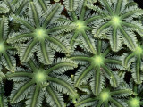 Buy A Group of Soft Coral at AllPosters.com