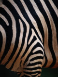 Close up of a Zebras Stripes