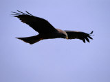 A Portrait of a Flying Hawk