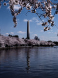 The Washington Monument is Reflected in the Tidal Basin