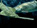 A Sawfish Swims by a Sand Tiger Shark