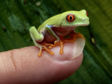 A Red-Eyed Tree Frog Small Enough to Fit on a Thumbnail