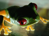 Close-up of a Red-Eyed Tree Frog