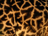 A Close View of a Giraffes Irregular Spots