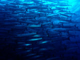 A School of Blackfin Barracuda