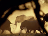 Buy African Elephants on the Move During the Dry Season at AllPosters.com