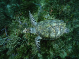 An Endangered Hawksbill Turtle Swims Along the Sea Floor