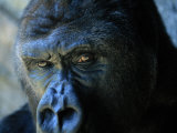 Close View of a Gorilla