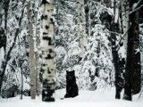 A Gray Wolf Sitting in the Midst of a Snowy Landscape
