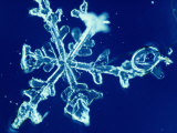 Buy Close-up of a Snowflake at AllPosters.com