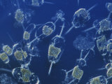 Buy A Close View of Marine Phytoplankton at AllPosters.com