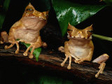 Marsupial Frogs