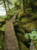 Trail to Punchbowl Cove, Misty Fiords National Monument