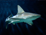 Captive Sandbar Shark