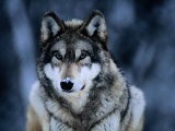 Gray Wolf at the International Wolf Center Near Ely