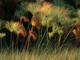 Buy Grasses and Tassles at AllPosters.com