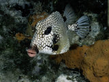 Buy A Smooth Trunkfish Emerges from the Coral at AllPosters.com