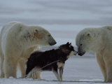 Two Polar Bears (Ursus Maritimus) and a Husky Sniff at Each Other