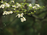 Delicate White Dogwood Blossoms Cover a Tree in the Early Spring