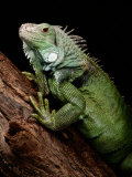 Green Iguana, Also Known as the Common Iguana