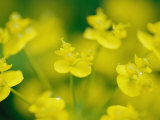 A Close View of Fresh Yellow Wildflowers