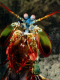 A Mantis Shrimp