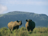 A Black Rhinoceros Cow and Her Calf