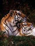 Siberian Tigers (Panthera Tigris Altaica)