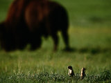 Black-Tailed Prairie Dogs and Bison