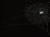 Orb Weaver Spider on its Web