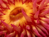 Close-up View of a Sea Anemone