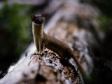 A Long-Tailed Weasel Sits up on a Tree Trunk