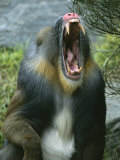 A Yawning Mandrill