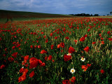 Buy Field of Poppies at AllPosters.com