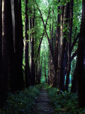 Buy Linden Trees Line a Woodland Path at AllPosters.com