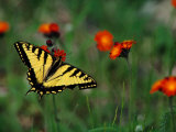 A Tiger Swallowtail Butterfly