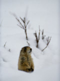 Buy Utah Prairie Dog Pokes Through Heavy Snow at AllPosters.com