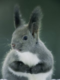 Large Tufted Ears Grace an Alert-Looking Hokkaido Squirrel